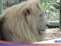 Hampir Tak Berjarak Di Singa Putih Hingga Ancol