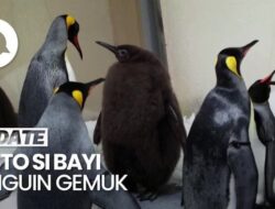 Pesto Si Bayi Penguin 'Gemoy' yang Digemari Katy Perry