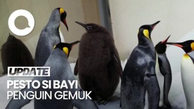 Pesto Si Bayi Penguin 'Gemoy' yang Digemari Katy Perry