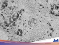 Iseng Buka Google, Arkelog Malah Temukan Kota Maya yang Hilang