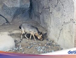 Mara Patagonia, Hewan Mirip Kapibara, Ada Hingga Faunaland Ancol