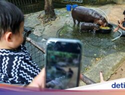 Turis Ke Thailand Hanya Sebagai Bertemu Moo Deng, Petugas Perpindahan Penduduk Internasional Ngakak