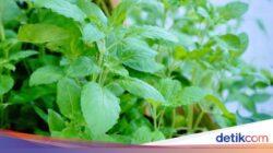 Kerap Dijadikan Lalapan, Ini 5 Manfaat Makan Daun Kemangi Sebagai Keadaan