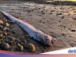 Muncul Lagi, Ikan Kiamat Sudah 3 Kali Terlihat Tahun Ini