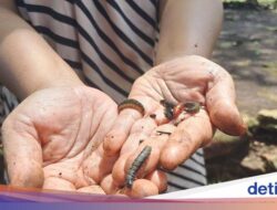 Ulat Jati Serbu Gunungkidul, Geli-geli tapi Hasilkan Cuan