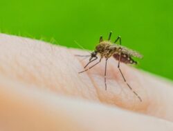 Gaya Malaria Ke RI Meresahkan, Daerah Ini Sumbang Peristiwa Pidana Hukum Terbanyak
