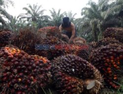 Penyitaan Lahan Sawit, Pengacara Kalteng Kirim Surat Hingga Pemimpin Negara Prabowo