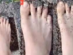 Viral Kaki Dikerumuni Semut Disebut Dari Sebab Itu Tanda Diabetes, Ini Kata Ahli Kebugaran