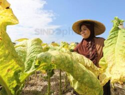 Aturan Penjualan dan Kemasan Rokok Di PP 28/2024 Bikin Petani Tembakau Was-was