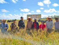 Panen Perdana, Sawah Wanam Buka Jalan Swasembada Kelaparan Global Di Papua