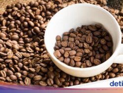 5 Keistimewaan Minuman Kafein Geisha, Langganan Nebeng Di Liga Dunia!