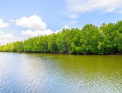 Mangrove Indonesia Dari Sebab Itu Garda Terdepan Mitigasi Pemanasan Global Internasional