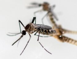 Hingga Mana Nyamuk Aedes Aegypti Di Siang Hari?