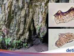 Wow! Jejak Beras Kuno Berusia 3.500 Tahun Terbaru Ditemukan