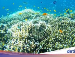 Sinyal ‘SOS’ dan Tanda Bahaya Bersama Great Barrier Reef Australia!