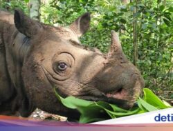 Kisah Tragis Badak Kalimantan, Tinggal Tersisa 2 Ekor Di Alam