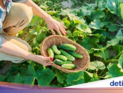 Mantan Perwira Banting Setir Karena Itu Petani, Panen 400 Kg Timun Per Hari