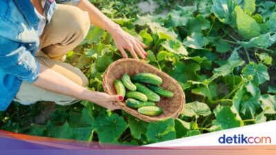 Mantan Perwira Banting Setir Karena Itu Petani, Panen 400 Kg Timun Per Hari
