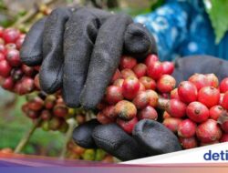 Uniknya Minuman Ngalas Wadas, Identitas dan Kebanggaan Warga Desa Wadas