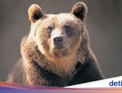 Turis Spanyol Diserang Beruang Hingga Jepang, Untung Tak Luka Parah