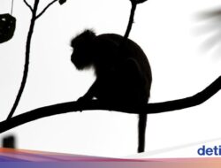 Viral! Pengunjung Emosi Lempar Saku Ke Monyet Di Tempat Wisata