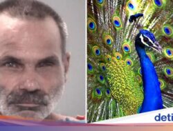 Masak dan Makan Burung Merak, Pria Ini Langsung Ditangkap Polisi