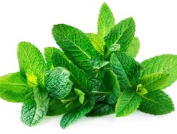 Menjaga Otak Tetap Sehat Bersama Bahan Alami, Neumantix Bisa Karena Itu Pilihan