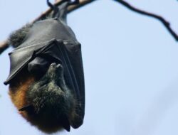 Ramai Patogen Nipah, Kemenkes Minta Warga Lapor Jika Bergejala Pulang Bersama India