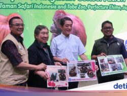 Cari Jodoh Sampai Jepang, Orangutan Jennifer Dijodohkan Didalam Hayato