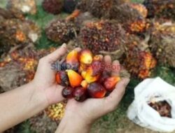 Petani Minta Kaji Ulang Ide Lokasi Tarik Pajak Lainnya Pohon Sawit