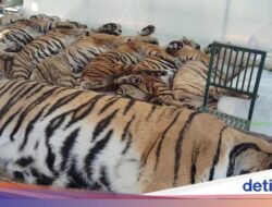 Thailand Umumkan Penyebab Matinya 72 Harimau, Tak Menular Hingga Manusia