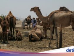 Bukan Cuma Manusia, Unta Hingga Arab Saudi Kini Punya Paspor