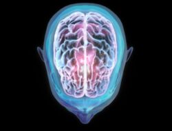 Eksperimen Temukan Fakta Penerbangan Di Luar Angkasa Mengubah Posisi Otak