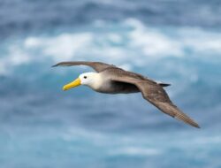 Terungkap Kebiasaan Burung Galapagos Melakukan Perjalanan Sejauh 3.000 Mil