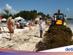 Pembersihan Sargassum Ke Pantai Playa del Carmen