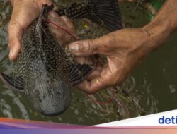 Ikan Sapu-sapu Ditumpas Di Jakarta, Di Amazon yang Bersih Ikan Dikonsumsi