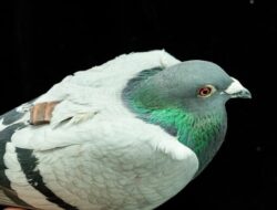 Burung Merpati Punya GPS Canggih Alamiah Melebihi Ilmu Pengetahuan Buatan Manusia