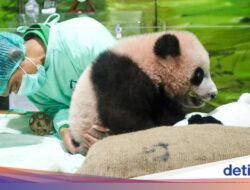 Di Pink Hingga Gemoy, Informasi Mutakhir Bayi Panda Rio Di Taman Safari