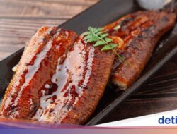 Belut Jepang Kini Langka, Harga Belut Budidaya Tembus Rp 1 Jutaan