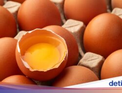 Banyak yang Belum Tahu Ada Telur Grade B! Kenapa Jarang Dijual?