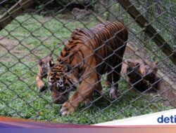 Momen Langka, Kelahiran 4 Harimau Sumatra