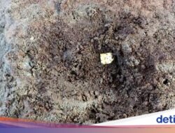 Kepingan Emas Ditemukan Pekerja Di Memugar Candi Losari, Ini Penampakannya