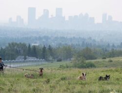 Asap Kebakaran Liar Ancam Kesejajaran Warga Calgary