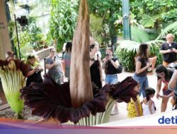 Bunga Bangkai Langka Asal Indonesia Mekar Bersamaan Hingga California