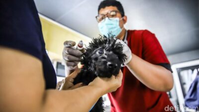 Canggih! Kendaraan Pribadi Klinik Hewan Keliling Datangi Permukiman, Kucing dan Anjing Bisa Berobat Didekat Rumah