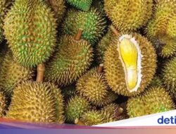 Fantastis! Daftar 5 Durian Termahal Ke Dunia, Ada yang Rp862 Juta