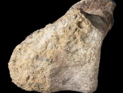 Fosil Terlupakan Pada 40 Tahun Ternyata Dinosaurus Pertama Antartika