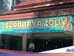 Kejahatan Keuangan Pakan Sebesar Rp 10,2 M Dibongkar, Bagaimana Nasib Satwa Di KBS?