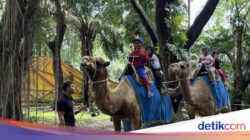 Gegara Direktur Penyalahgunaan Jabatan Pakan Rp 10 Miliar, Satwa KBS Karena Itu Kurus-Markas Rusak