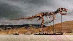 Orang Kaya Misterius Membeli Fosil Dinosaurus